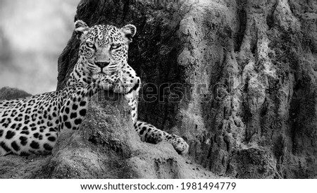 Leopard resting on a termite mound