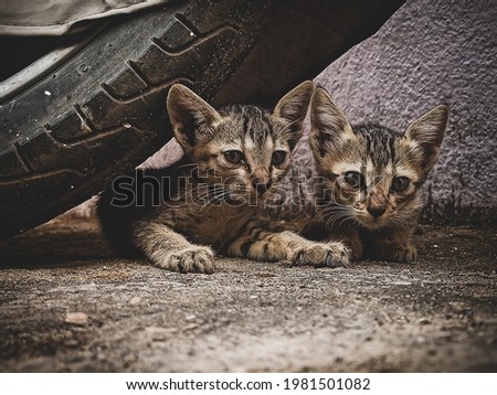 Pic of two cute little kittens.