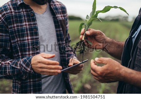 close up of agricultural workers examine corn root on the field Royalty-Free Stock Photo #1981504751