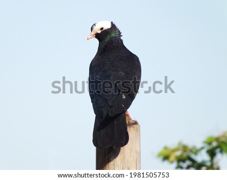 A close up photography of a black beautiful pigeon standing near a balcony. 