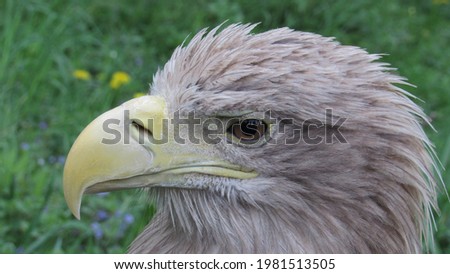 close up photo of a hawk