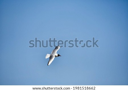seagull flying in the sky, photo as a background, digital image
