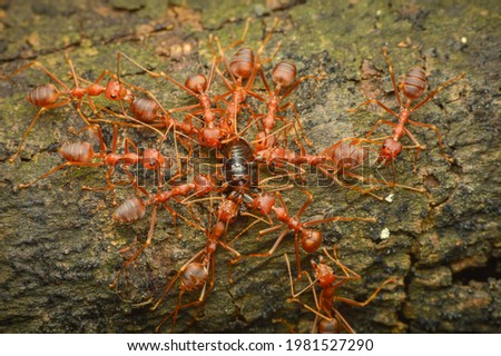 weaver ant bite a prey