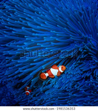two clown fish swim against the background of a blue anemone in the sea Royalty-Free Stock Photo #1981536353