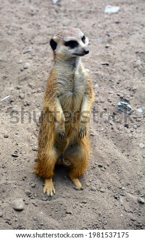 The meerkat or suricate is a small carnivoran belonging to the mongoose family live in Kalahari Desert in Botswana, the Namib Desert, Namibia and southwestern Angola, and in South Africa