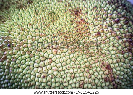 Abstract creative background. Shot of tropical jack fruit peel, look like dragon scales. Mystic mood, extraordinary flora, sample of amazing beauty nature planet, design wallpaper. Light olive color