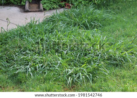 Overgrown weeds in the backyard, Crab Grass Weed in the Lawn