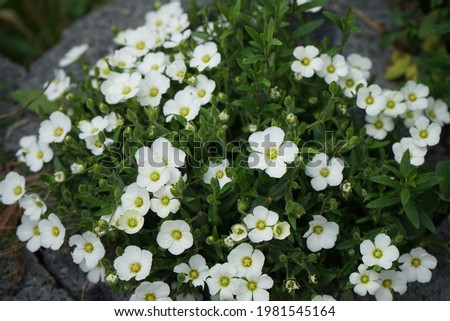 Arenaria montana "Blizzard" in the garden in May. Arenaria montana, the mountain sandwort, is a species of flowering plant in the family Caryophyllaceae. Berlin, Germany Royalty-Free Stock Photo #1981545164