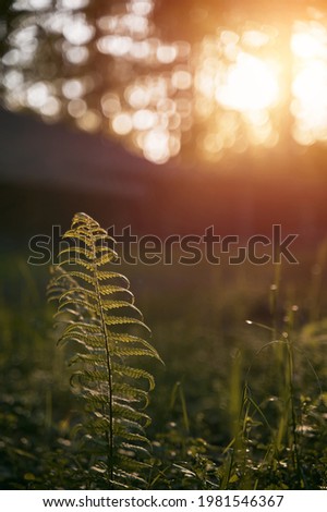 Abstract picture of the summertime lawn in the woods. Sunbeams through forest trees during sunset.