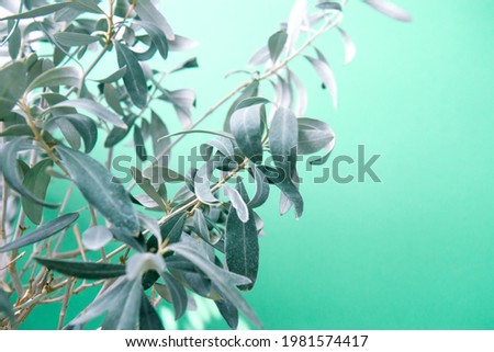Olive tree in pot. Indoor evergreen potted plant on green background. House plants