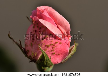 Pink rose bud covered by aphids of different sizes