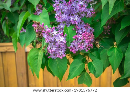 Colourful Purple Lilac Bush Hanging Over Wooden Fence During Spring