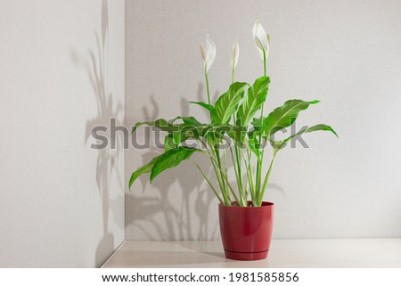 Spathiphyllum blooms. A plant with white flowers with the name Female happiness in a flower pot on a wooden table. Royalty-Free Stock Photo #1981585856