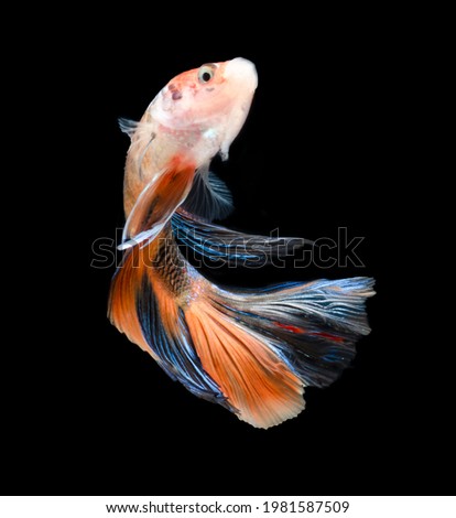 A multi color half moon betta fish