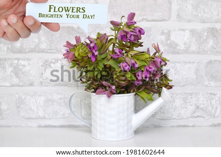 Hand holding comment box (Flowers Brighten Your Day!) over Myrtle-leaf milkwort (polygala myrtifolia) flowers in watering can in front of brick wall