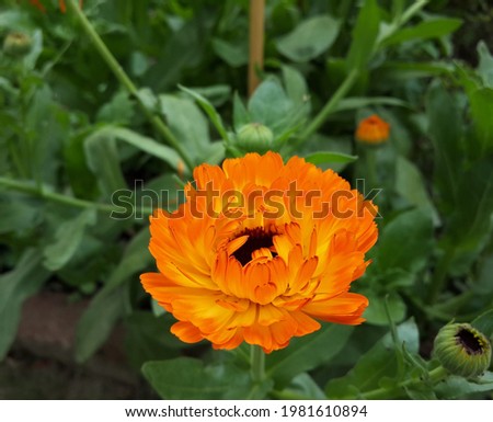 This beautiful Calendula flower rich in medicinal and culinary properties.