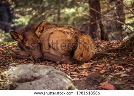 Fawn lying in the forest in fall.