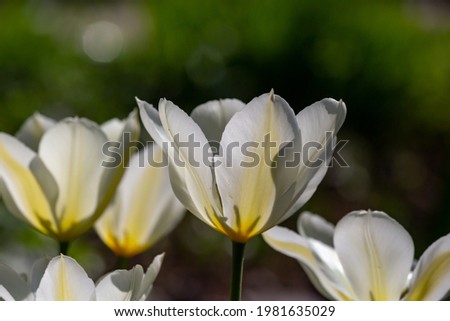 Blooming white tulip flower on a green background in a sunny day macro photography. Fresh flowering plant with white yellow petals in springtime close-up photo.