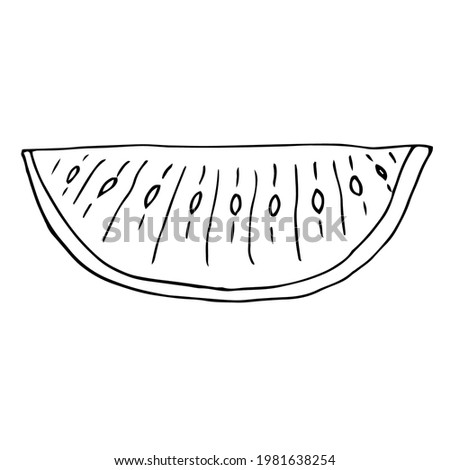 Watermelon, vector illustration, hand drawn doodle