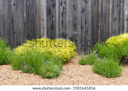drought resistant landscape with natural wood plank fencing Royalty-Free Stock Photo #1981645856