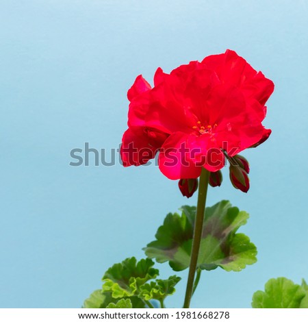 Red pelargonium on a pastel blue background. Sunny day.