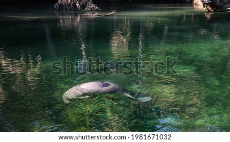 Manatees in the Florida Deleon Springs Park
