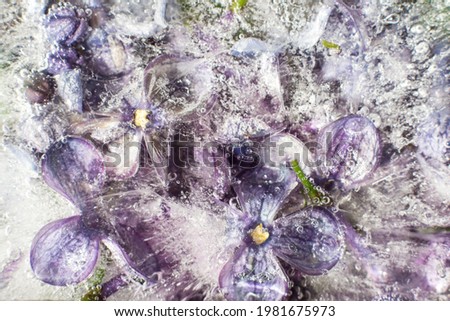 lilac flowers are frozen in ice. beautiful background. wallpaper