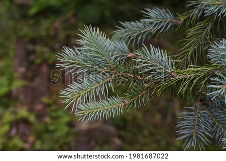 Hoopsii is a cultivar of the Pinaceae family native to North America and is characterized by its beautiful silver-gray leaves.