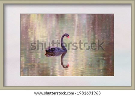 Framed image of a swan gliding peacefully on a serene lake in beautiful afternoon light with a reflection