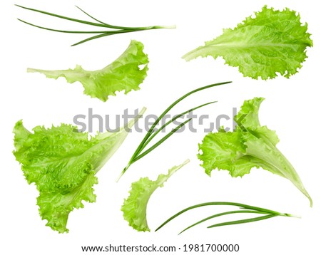 Collage, salad or lettuce herbs and green onion, ingredients of salads, isolated on white background Royalty-Free Stock Photo #1981700000