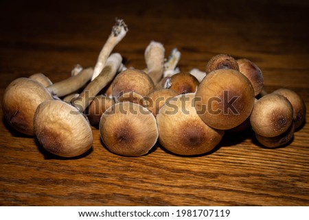 A bunch of psychedelic Psilocybe Cubensis mushrooms