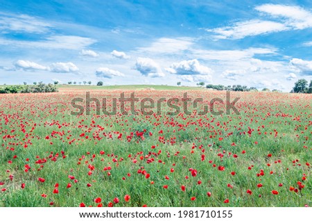 Spring landscape with  blooming red poppies in a field in Castilla La Mancha, Spain