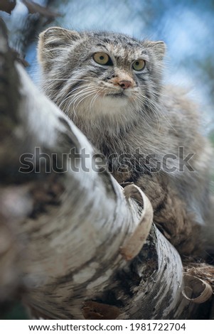 Pallas's cat (Otocolobus manul). Manul is living in the grasslands and montane steppes of Central Asia. Portrait of cute furry adult manul. Instinct to hunt