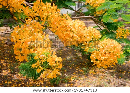 A picture of a yellow Japanese mosquito bird's tail flowers blooming in Chiang Mai. 
