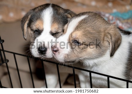 Two cute 3 week old Beagle puppies behind a fence