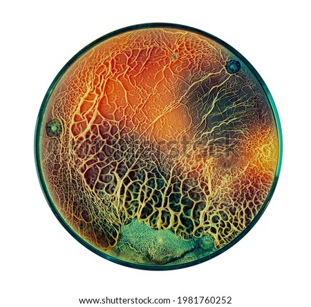 Growth of fungi that decompose plastic for recycling in a petri dish Royalty-Free Stock Photo #1981760252