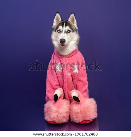 husky dog ​​with pink pajamas and flamingo slippers