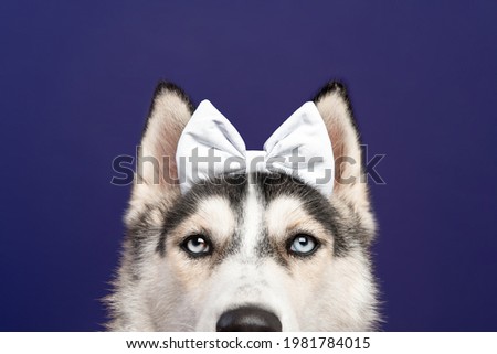 husky dog ​​with white bow on the head