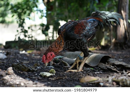 a rooster eating in the garbage heap