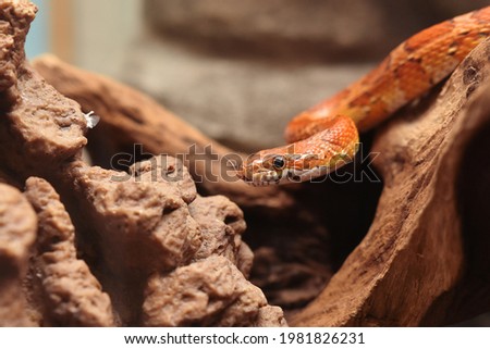 Corn snake (Elaphe guttata), Small red snake with stains with black borders. Snake with forked tongue, looking for some meal. Royalty-Free Stock Photo #1981826231