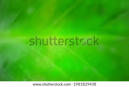 out of focus green leaf abstract background