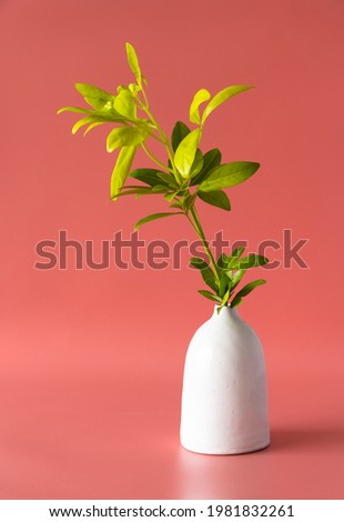 Plant on a bright background in a white vase