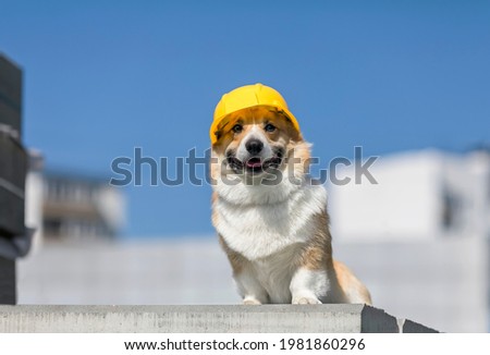 cute corgi construction dog in yellow hard hat sits on the repair site against the background of buildings and blue sky Royalty-Free Stock Photo #1981860296