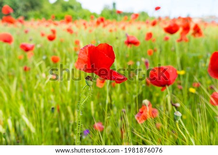 A view of a poppies' field blooming in spring
