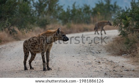 spotted hyena on the road
