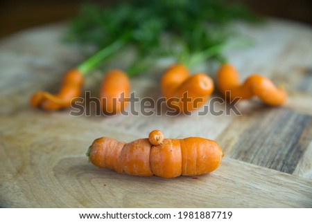 Bent and twisted carrots. Deformed carrots