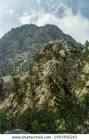 High mountains and green pine forest in the afternoon in summer