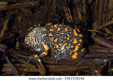 Fire-Bellied Toad (Bombina bombina) belly defensive display