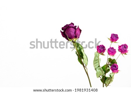 Dry roses on white background