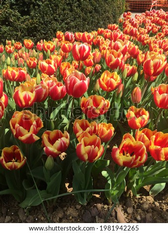 tulipa andre citroen . tulipa flying dragon . triumph tulip tulipmania (tulipomania )